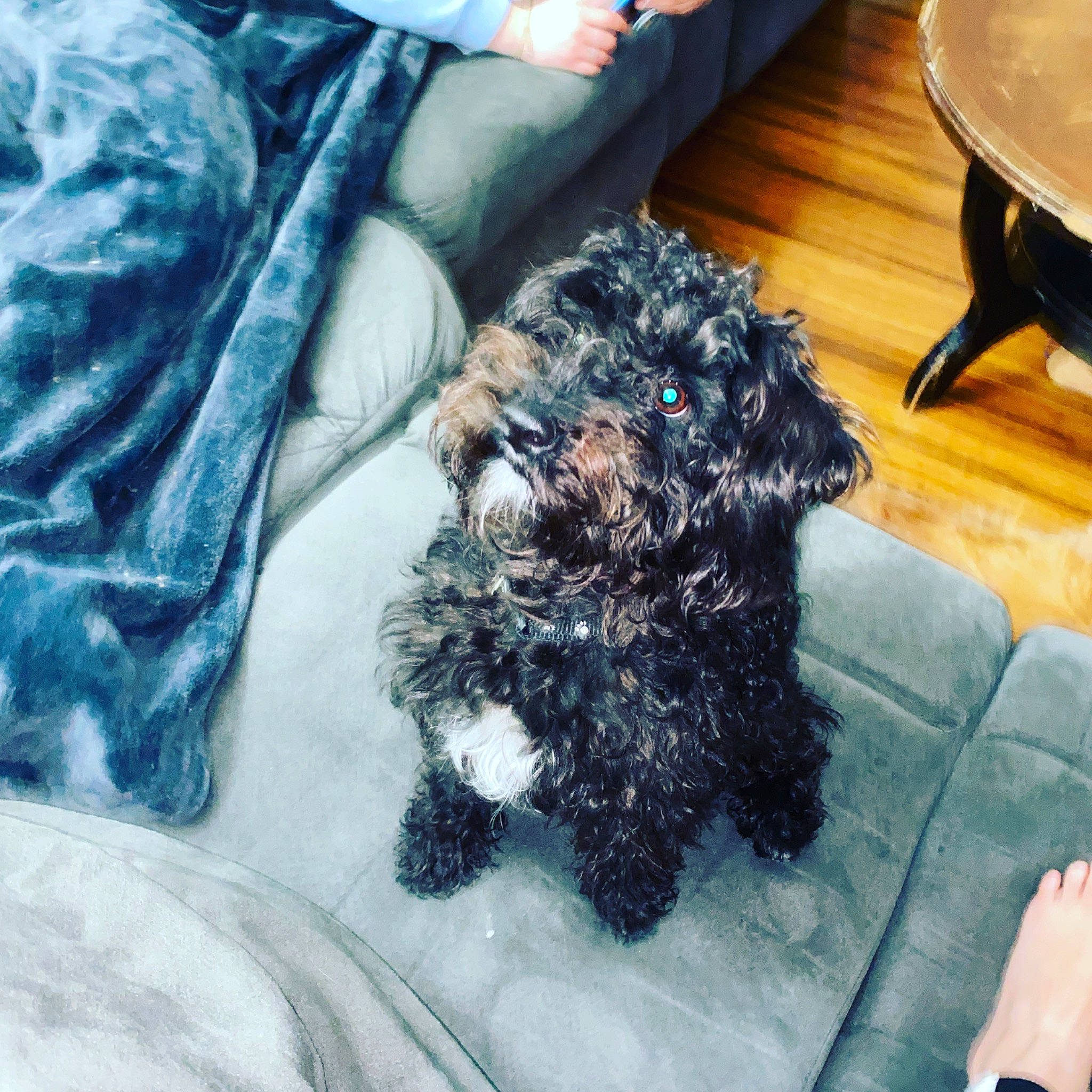 Nora joined the competition — help win amazing prizes! barbet, bolonka, canidae, carnivore, cavapoo, cockapoo, companion_dog, dog, dog_breed, maltepoo, mammal, miniature_poodle, portuguese_water_dog, puppy, schnoodle, spanish_water_dog, sporting_group, terrier, toy_poodle, vertebrate