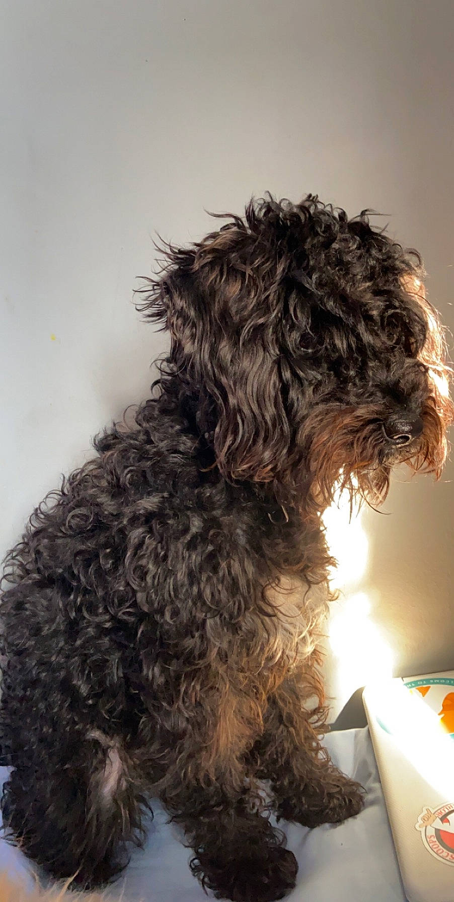 Nora joined the competition — help win amazing prizes! barbet, bolonka, canidae, carnivore, cockapoo, dog, dog_breed, labradoodle, lagotto_romagnolo, mammal, miniature_poodle, non_sporting_group, poodle_crossbreed, portuguese_water_dog, rare_breed_dog, schnoodle, spanish_water_dog, sporting_group, terrier, vertebrate