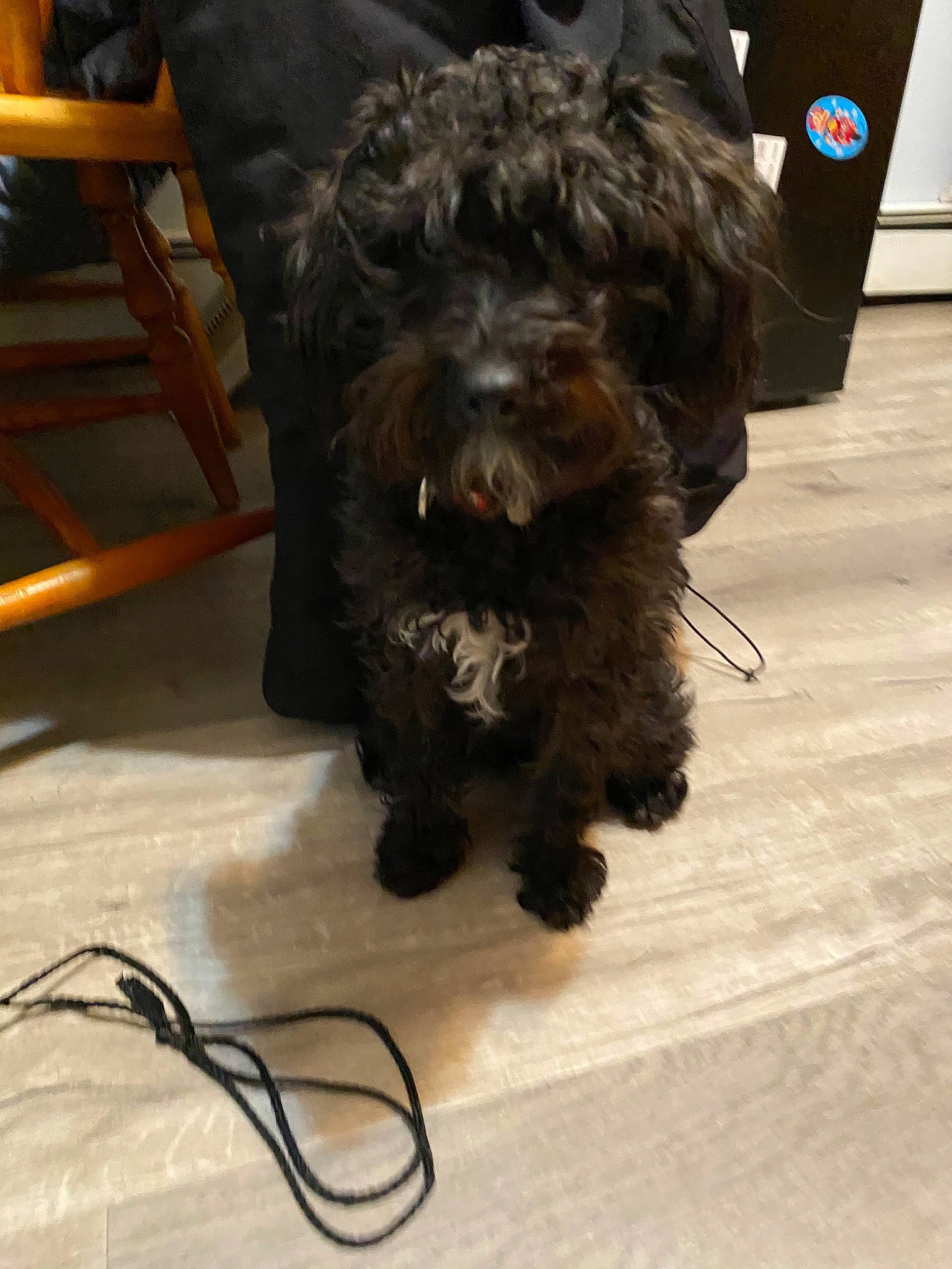 Nora joined the competition — help win amazing prizes! affenpinscher, bolonka, cairn_terrier, canidae, carnivore, cockapoo, companion_dog, dog, dog_breed, fur, mammal, miniature_schnauzer, non_sporting_group, puppy, rare_breed_dog, schnoodle, snout, sporting_group, terrier, toy_dog