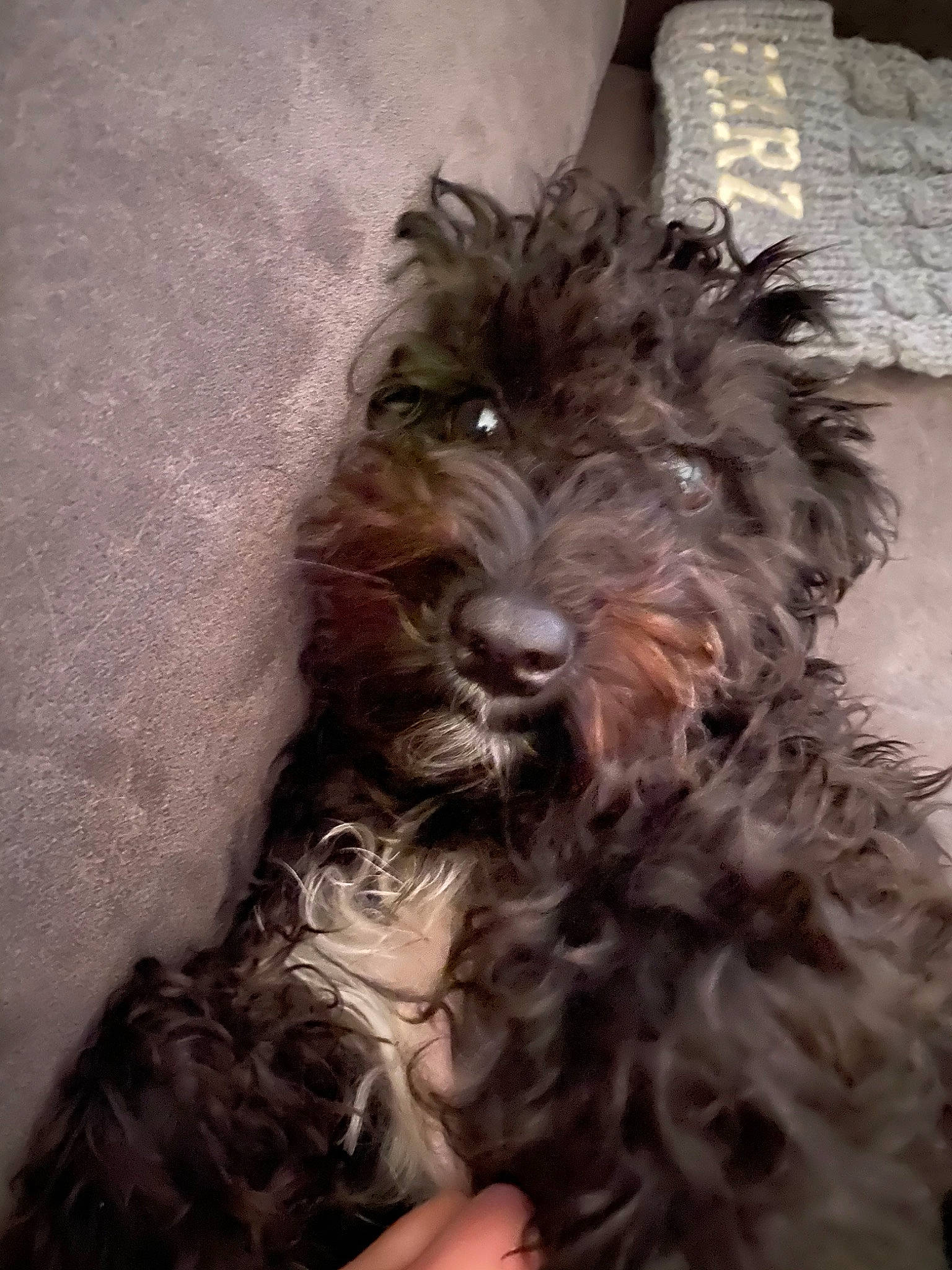 Nora joined the competition — help win amazing prizes! affenpinscher, bolonka, cairn_terrier, canidae, carnivore, cockapoo, dog, dog_breed, glen_of_imaal_terrier, mammal, miniature_schnauzer, non_sporting_group, poodle_crossbreed, puppy, schnauzer, schnoodle, sporting_group, terrier, tibetan_terrier, vertebrate