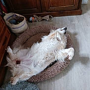 Nèfle participe au concours pour gagner de l'argent avec cette photo : dog, pet_bed, fluffy, white_dog, indoor, relaxed, lying_down, basket, toys, wooden_furniture, floor, cozy, home, resting, sleeping, animal, domestic, fur, canine, comfortable