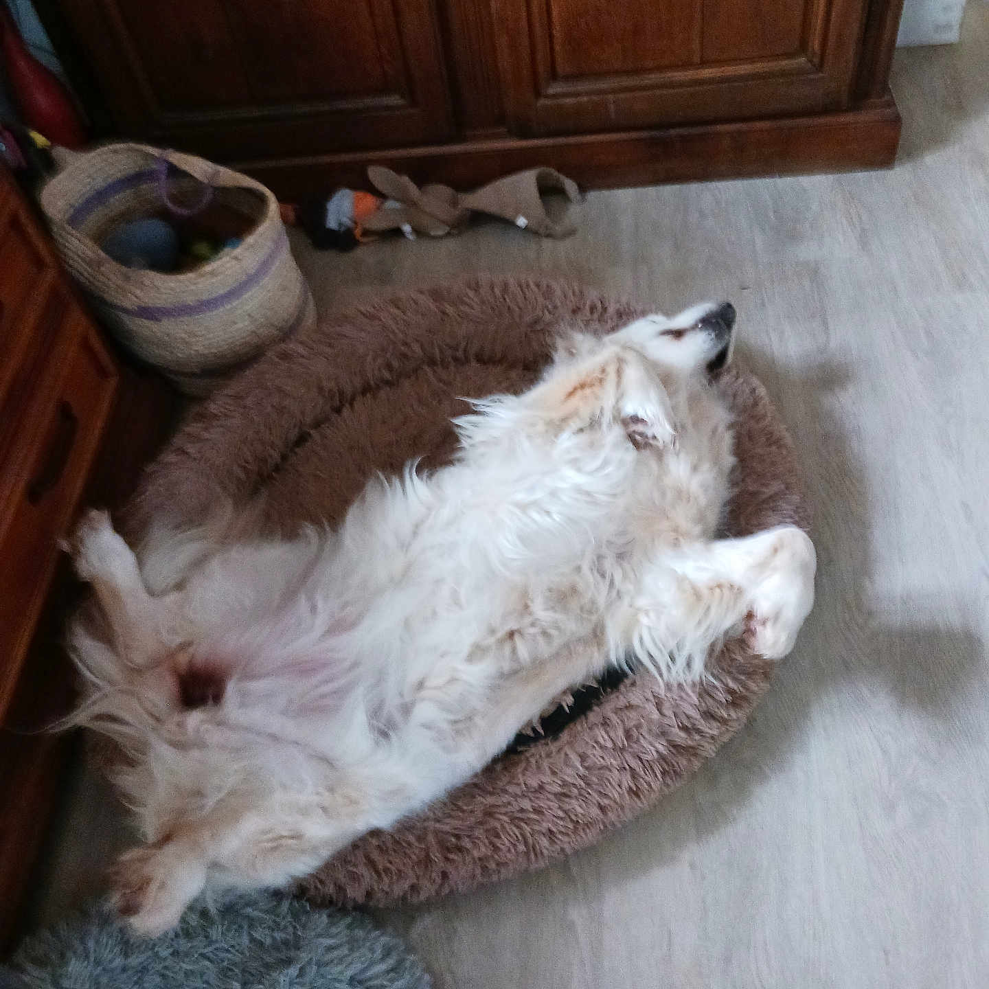 Nèfle participe au concours pour gagner de l'argent avec cette photo : dog, pet_bed, fluffy, white_dog, indoor, relaxed, lying_down, basket, toys, wooden_furniture, floor, cozy, home, resting, sleeping, animal, domestic, fur, canine, comfortable