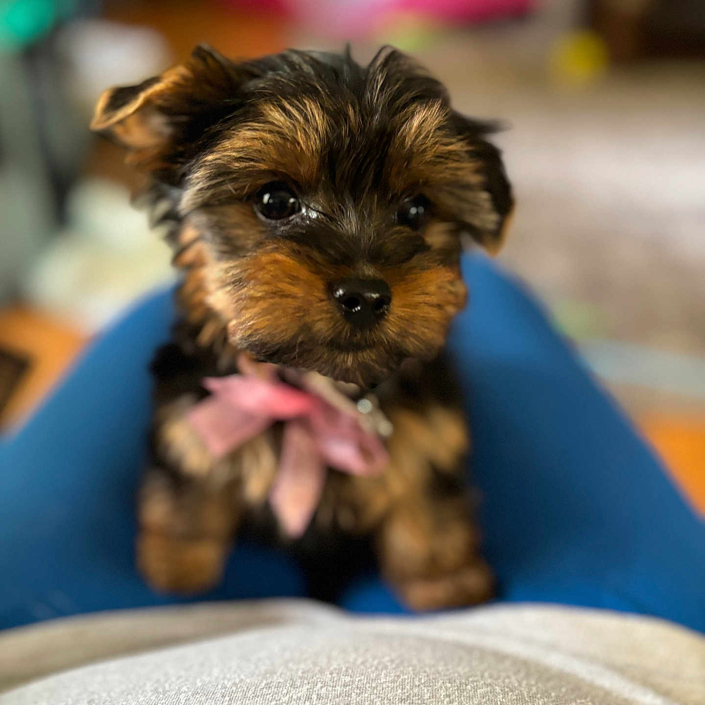 Presious is registered to the contest to win money with this photo: affenpinscher, airedale, animal, canine, cockerspaniel, dog, pet, poodle, puppy, terrier