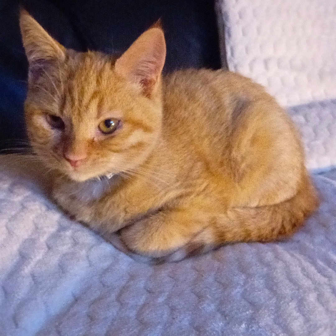 Caramel participe au concours pour gagner de l'argent avec cette photo : animal, blanket, cat, couch, cozy, cute, domestic, ears, feline, fur, indoor, orange_tabby, pet, relaxed, resting, sleepy, soft, tail, texture, whiskers