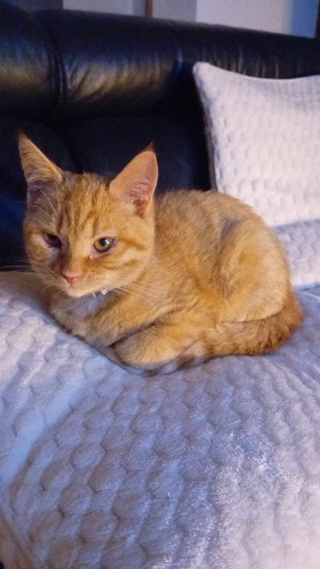 Caramel participe au concours pour gagner de l'argent avec cette photo : cat, orange_tabby, pet, feline, animal, cozy, blanket, couch, indoor, fur, relaxed, sleepy, whiskers, ears, tail, domestic, resting, cute, soft, texture