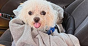 Plushy is registered to the contest to win money with this photo: blue_collar, car, car_interior, curly_fur, cute, dog, fluffy, happy, indoor, pet, portrait, seat, seatbelt, sitting, small_dog, tongue_out, towel, travel, white_dog, wrapped