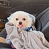 blue_collar, car, car_interior, curly_fur, cute, dog, fluffy, happy, indoor, pet, portrait, seat, seatbelt, sitting, small_dog, tongue_out, towel, travel, white_dog, wrapped