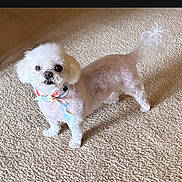 Plushy is registered to the contest to win money with this photo: bandana, canine, carpet, companion_animal, dog, fluffy, groomed, home, indoors, living_room, looking_at_camera, neckerchief, pet, portrait, small_dog, standing, tail, trimmed_fur, underbite, white_dog