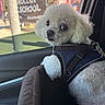 animal, building, car, car_interior, close_up, curly_fur, dog, fluffy, harness, outdoor, pet, portrait, seated, small_dog, street, sunlight, travel, vehicle, white_fur, window