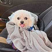 Lucky joined the competition — help win amazing prizes! blue_collar, car_interior, car_seat, close_up, collar, cozy, cute, dog, eyes, front_seat, passenger_seat, pet, small_dog, snout, tongue_out, towel, travel, wet_fur, white_fur, wrapped_in_towel