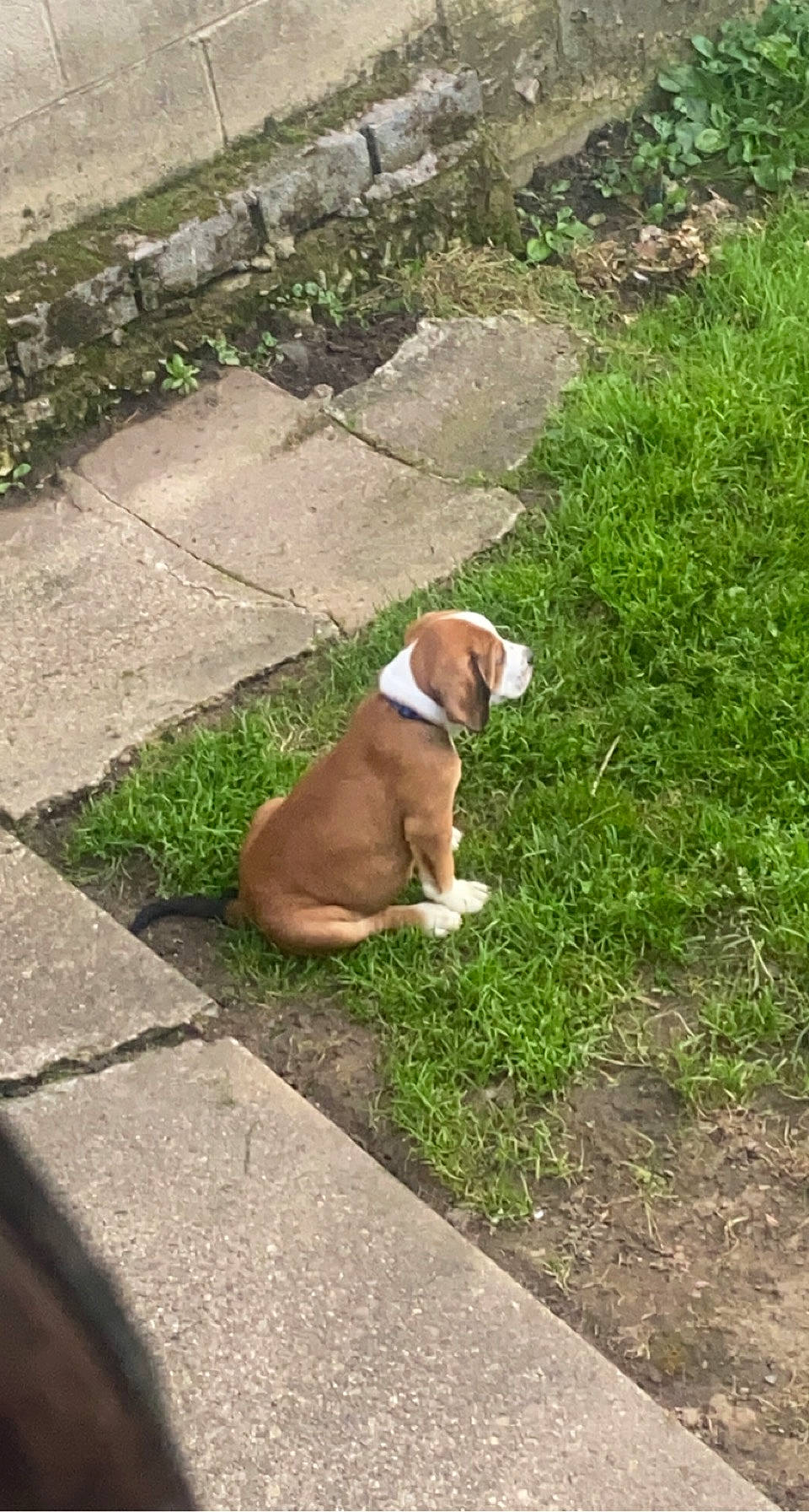 Copper is registered to the contest to win money with this photo: asphalt, carnivore, collar, companion_dog, dog, dog_breed, dog_collar, dog_supply, fawn, grass, groundcover, hound, leash, liver, pet_supply, plant, road_surface, sidewalk, tail, working_animal