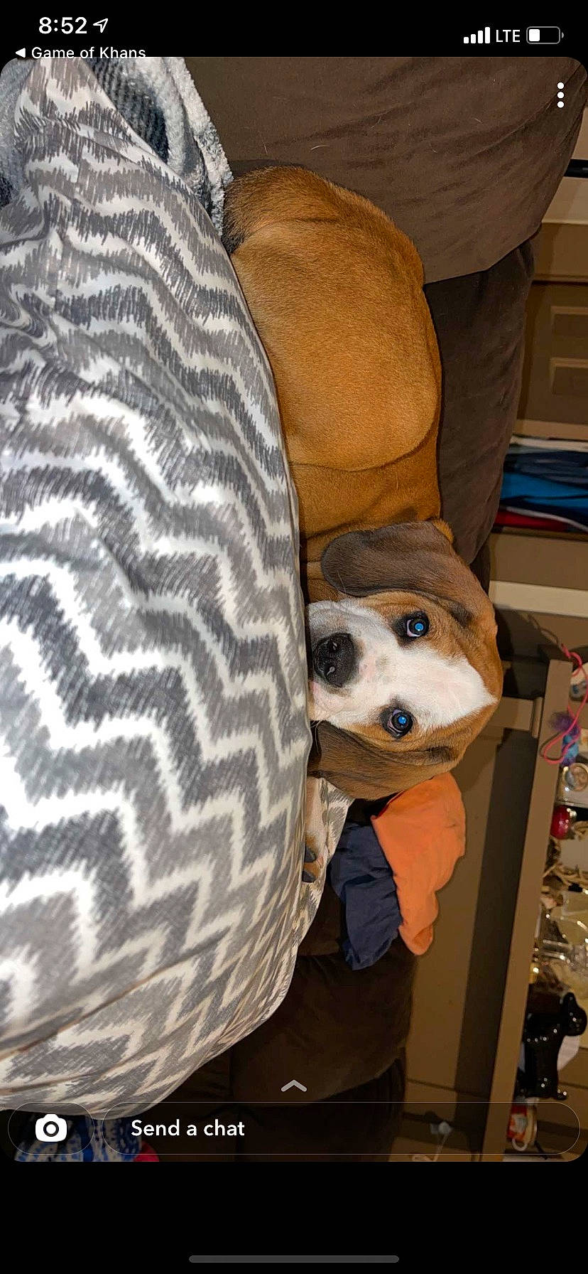 Copper is registered to the contest to win money with this photo: bag, canidae, carnivore, chair, comfort, companion_dog, couch, dog, dog_breed, dog_supply, fawn, fur, linens, luggage_and_bags, mammal, military_camouflage, pattern, personal_protective_equipment, sporting_group, working_animal