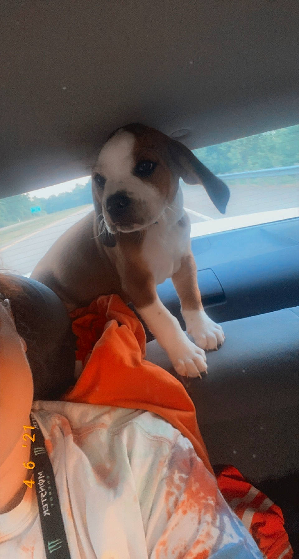 Copper is registered to the contest to win money with this photo: auto_part, bag, canidae, car_seat, carnivore, comfort, companion_dog, dog, dog_breed, fawn, hood, paw, puppy_love, snout, sporting_group, toy_dog, vehicle_door, window, windshield, working_animal