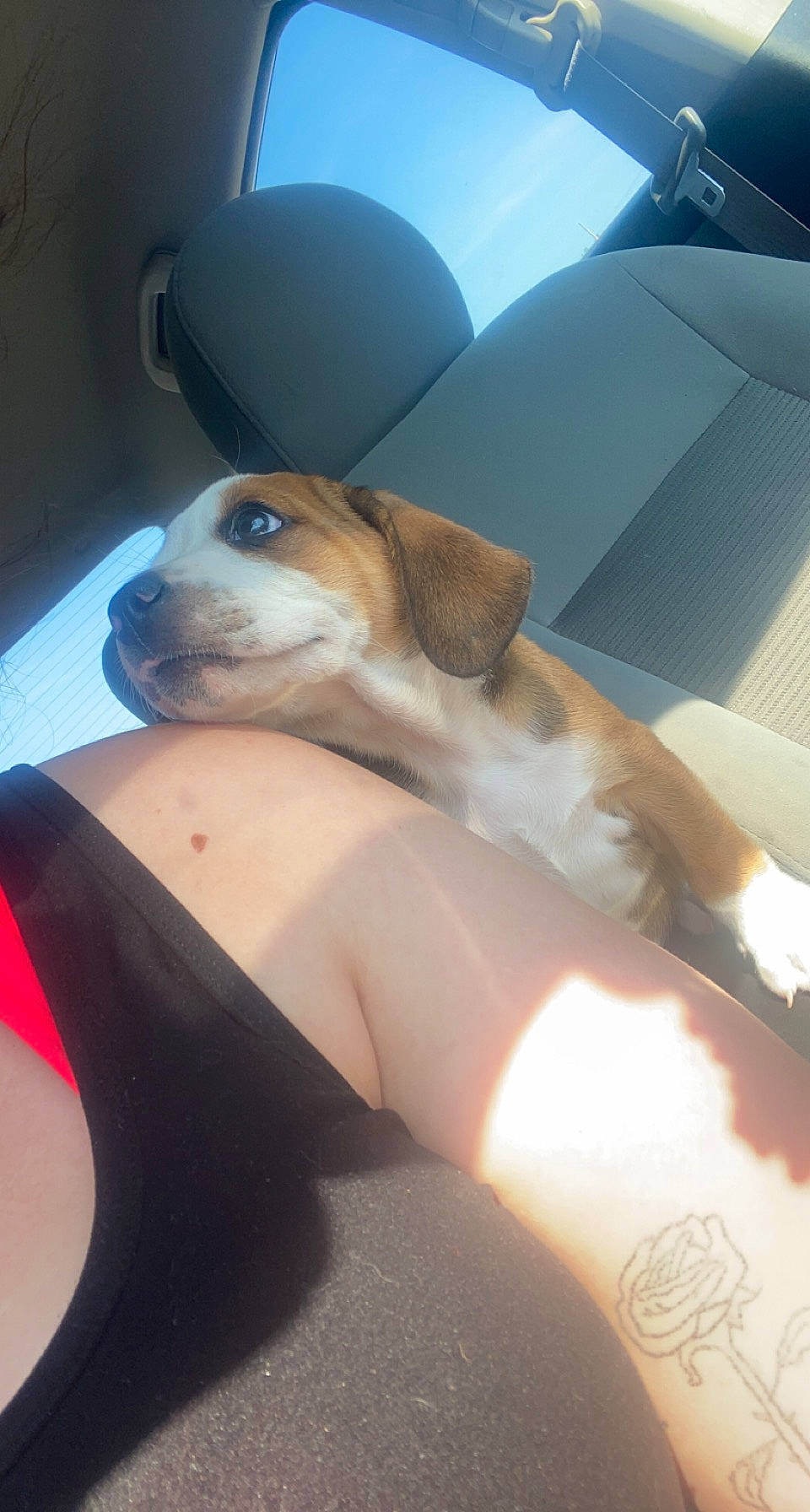 Copper joined the competition — help win amazing prizes! car_seat, car_seat_cover, carnivore, comfort, companion_dog, couch, dog, dog_breed, eyewear, fawn, flooring, foot, glasses, human_leg, knee, seat_belt, snout, sunglasses, thigh, vehicle_door