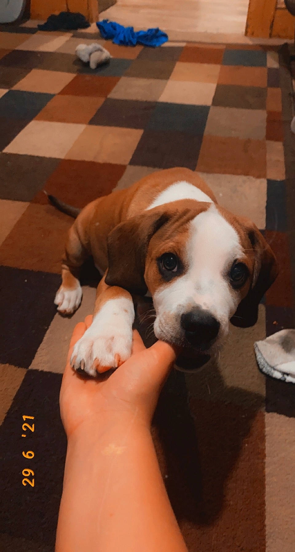 Copper joined the competition — help win amazing prizes! carnivore, collar, comfort, companion_dog, dog, dog_breed, fawn, floor, flooring, hardwood, human_leg, nail, paw, puppy_love, scent_hound, snout, tail, thigh, wood, working_animal