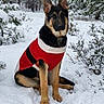 dog, german_shepherd, snow, winter, forest, tree, bush, animal, canine, outdoor, cold, pet, sweater, red_clothing, nature, snowy, sitting, fur, portrait, holiday