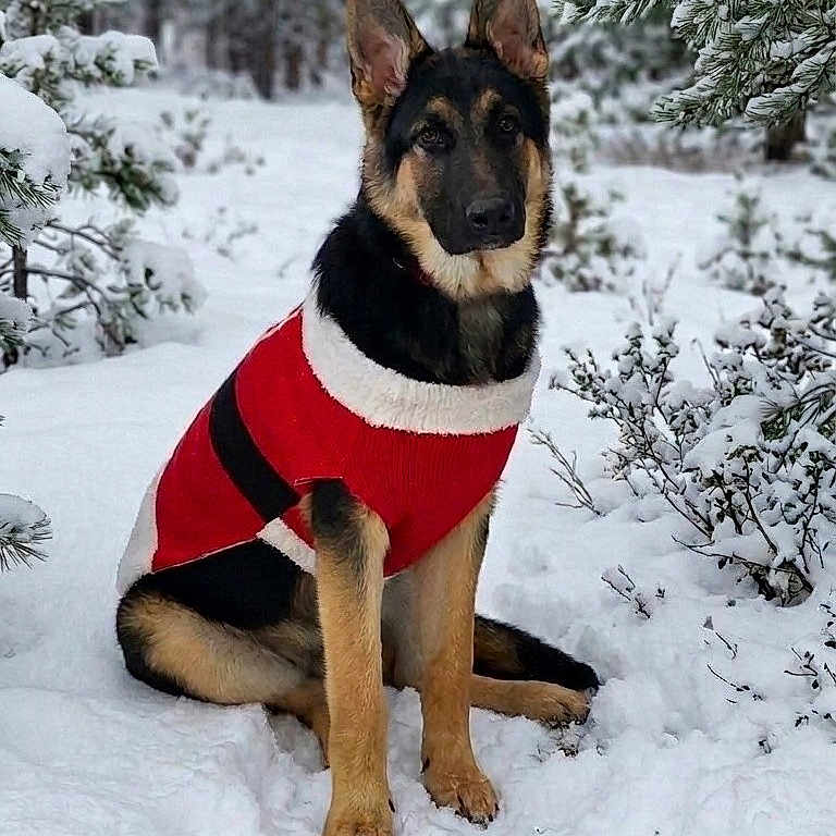 Loki