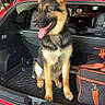 dog, german_shepherd, puppy, car, trunk, open_trunk, pet, animal, canine, bag, black_and_orange_bag, garage, vehicle, sitting, tongue_out, ears_up, alert, domestic_animal, young_dog, indoor