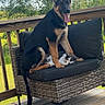 dog, puppy, german_shepherd, cat, pet, outdoor, chair, cushion, wooden_deck, fence, tree, greenery, sunlight, animal, resting, relaxed, companion, nature, summer, domestic