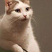 Haka participe au concours pour gagner de l'argent avec cette photo : cat, white_cat, gray_cat, pet, animal, feline, whiskers, ears, eyes, chair_arm, indoor, closeup, portrait, curious, looking, domestic_cat, cute, fur, mammal, animal_face