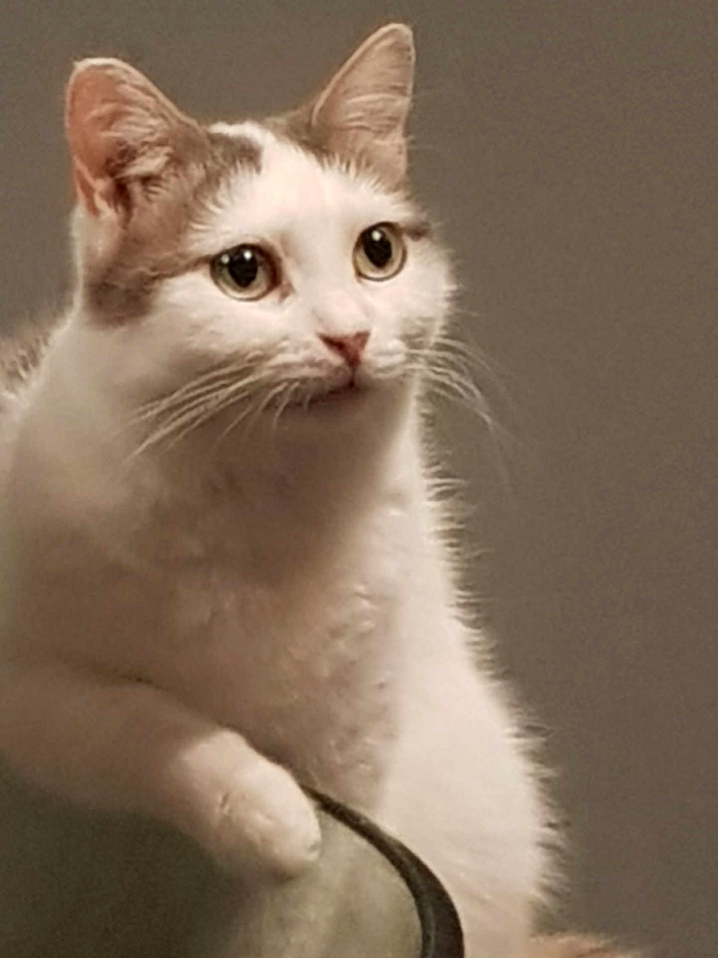 Haka participe au concours pour gagner de l'argent avec cette photo : cat, white_cat, gray_cat, pet, animal, feline, whiskers, ears, eyes, chair_arm, indoor, closeup, portrait, curious, looking, domestic_cat, cute, fur, mammal, animal_face