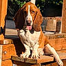Bobby Schlappie joined the competition — help win amazing prizes! dog, basset_hound, pet, animal, outdoor, wood, deck, sunlight, tongue_out, ears, sitting, brown, white, canine, relaxed, daylight, nature, portrait, cute, companion