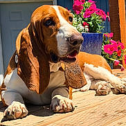 Bobby Schlappie joined the competition — help win amazing prizes! dog, basset_hound, pet, animal, outdoor, wooden_deck, flower_pot, pink_flowers, sunlight, relaxed, ears, paw, closeup, summer, garden, portrait, canine, nature, daylight, resting
