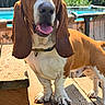 Bobby Schlappie is registered to the contest to win money with this photo: dog, basset_hound, pet, outdoor, bench, wood, tongue_out, sunlight, ears, pool, greenery, summer, portrait, canine, animal, closeup, happy, domestic_animal, daytime, nature