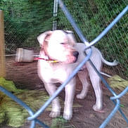 Herc is registered to the contest to win money with this photo: animal, background, blur, blurred, canine, chain_link_fence, collar, dirt, dog, domestic_animal, fence, grass, greenery, leash, nature, outdoor, pet, standing, white_dog, yard
