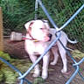 animal, background, blur, blurred, canine, chain_link_fence, collar, dirt, dog, domestic_animal, fence, grass, greenery, leash, nature, outdoor, pet, standing, white_dog, yard