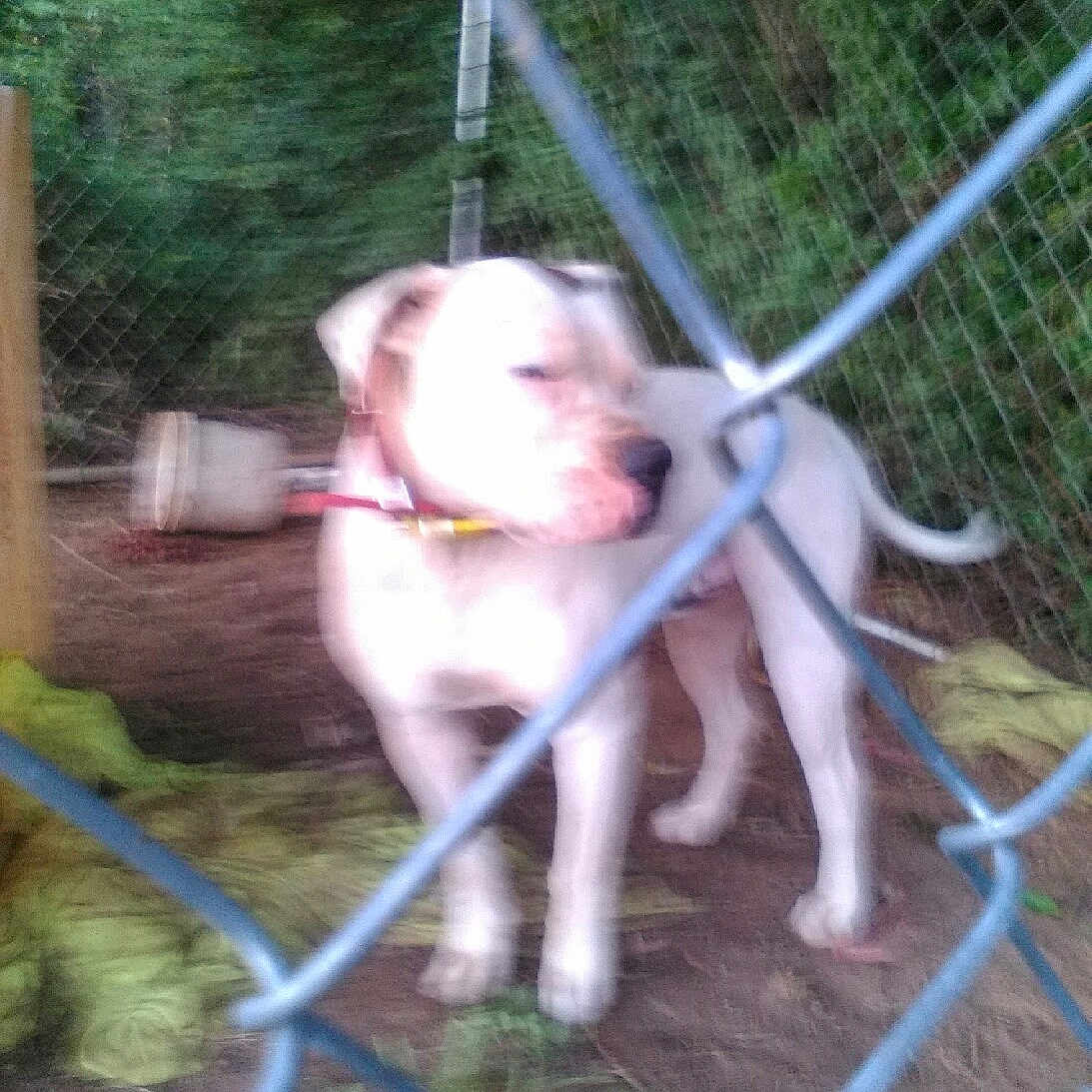 Herc is registered to the contest to win money with this photo: animal, background, blur, blurred, canine, chain_link_fence, collar, dirt, dog, domestic_animal, fence, grass, greenery, leash, nature, outdoor, pet, standing, white_dog, yard