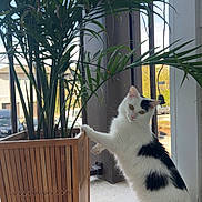 Ophelia is registered to the contest to win money with this photo: cat, plant, wooden_planter, indoor, curious, fluffy, black_and_white, green_leaves, pet, toy, floor, window, natural_light, feline, domestic_animal, houseplant, playful, looking_at_camera, potted_plant, tail