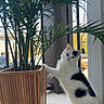 cat, plant, wooden_planter, indoor, curious, fluffy, black_and_white, green_leaves, pet, toy, floor, window, natural_light, feline, domestic_animal, houseplant, playful, looking_at_camera, potted_plant, tail