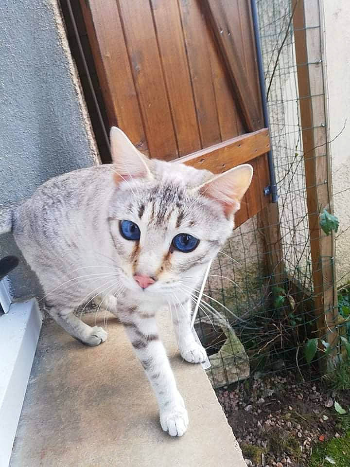 Rune a rejoint le concours — aidez-le/la à gagner de superbes lots ! carnivore, cat, collar, domestic_short_haired_cat, door, eye, fawn, felidae, fence, fur, grass, paw, plant, sitting, small_to_medium_sized_cats, snout, tail, terrestrial_animal, whiskers, wood