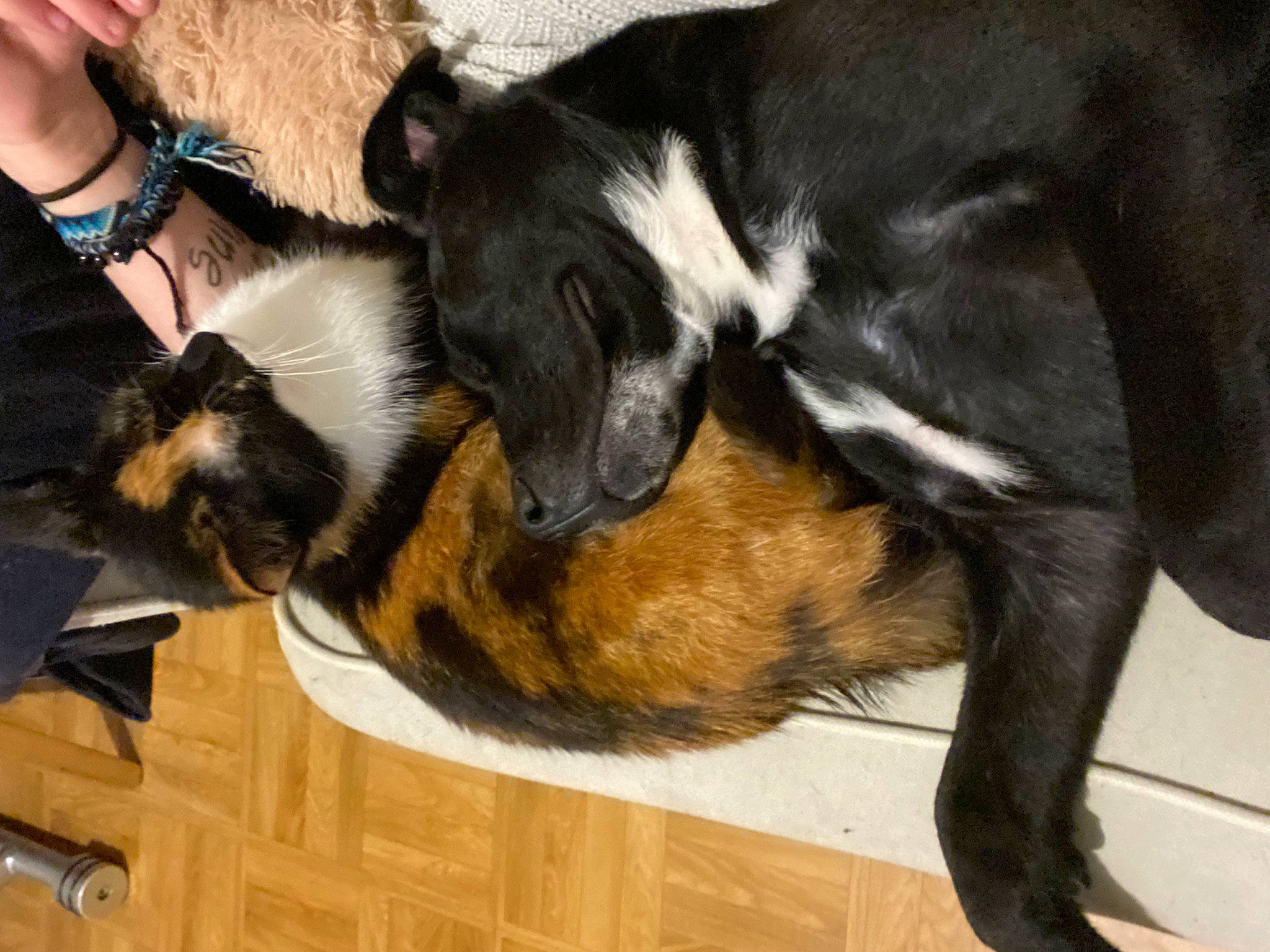 Ohanna a rejoint le concours — aidez-le/la à gagner de superbes lots ! canidae, carnivore, claw, comfort, companion_dog, dog, dog_breed, felidae, flooring, fur, hardwood, human_leg, jewellery, plant, snout, sporting_group, tail, watch, whiskers, wrist