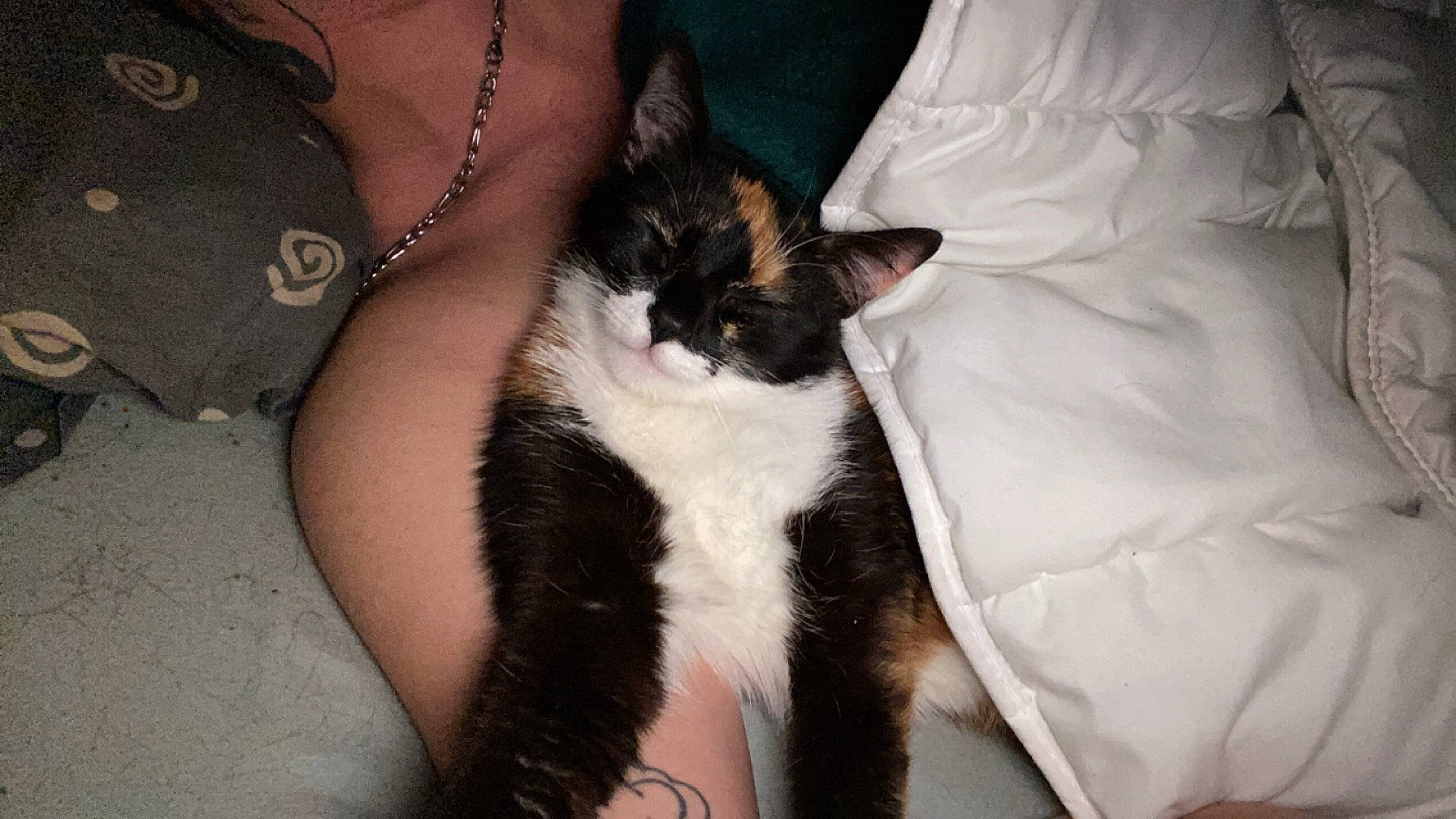 Ohanna participe au concours pour gagner de l'argent avec cette photo : abdomen, beard, carnivore, cat, comfort, domestic_short_haired_cat, elbow, felidae, foot, formal_wear, fur, gesture, human_leg, jewellery, lap, small_to_medium_sized_cats, tail, thigh, trunk, whiskers