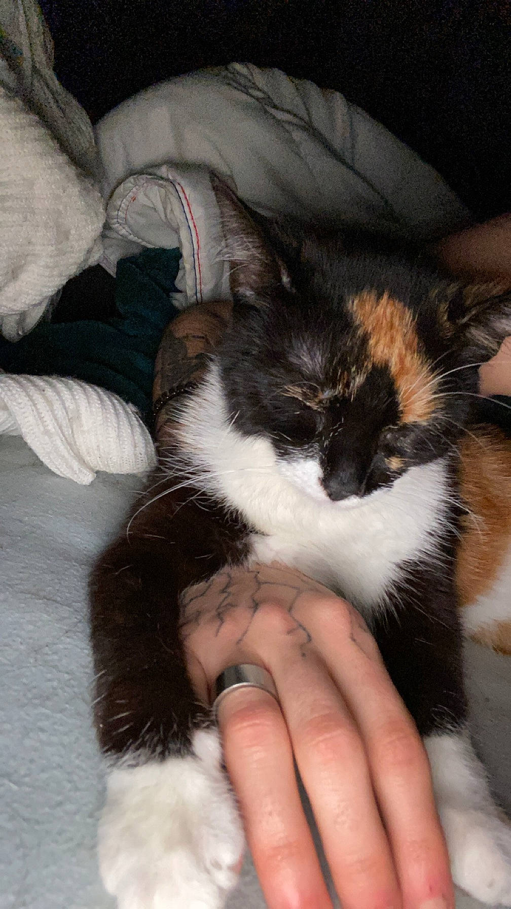 Ohanna participe au concours pour gagner de l'argent avec cette photo : carnivore, cat, claw, comfort, companion_dog, felidae, foot, fur, lap, paw, small_to_medium_sized_cats, snout, tail, terrestrial_animal, textile, whiskers