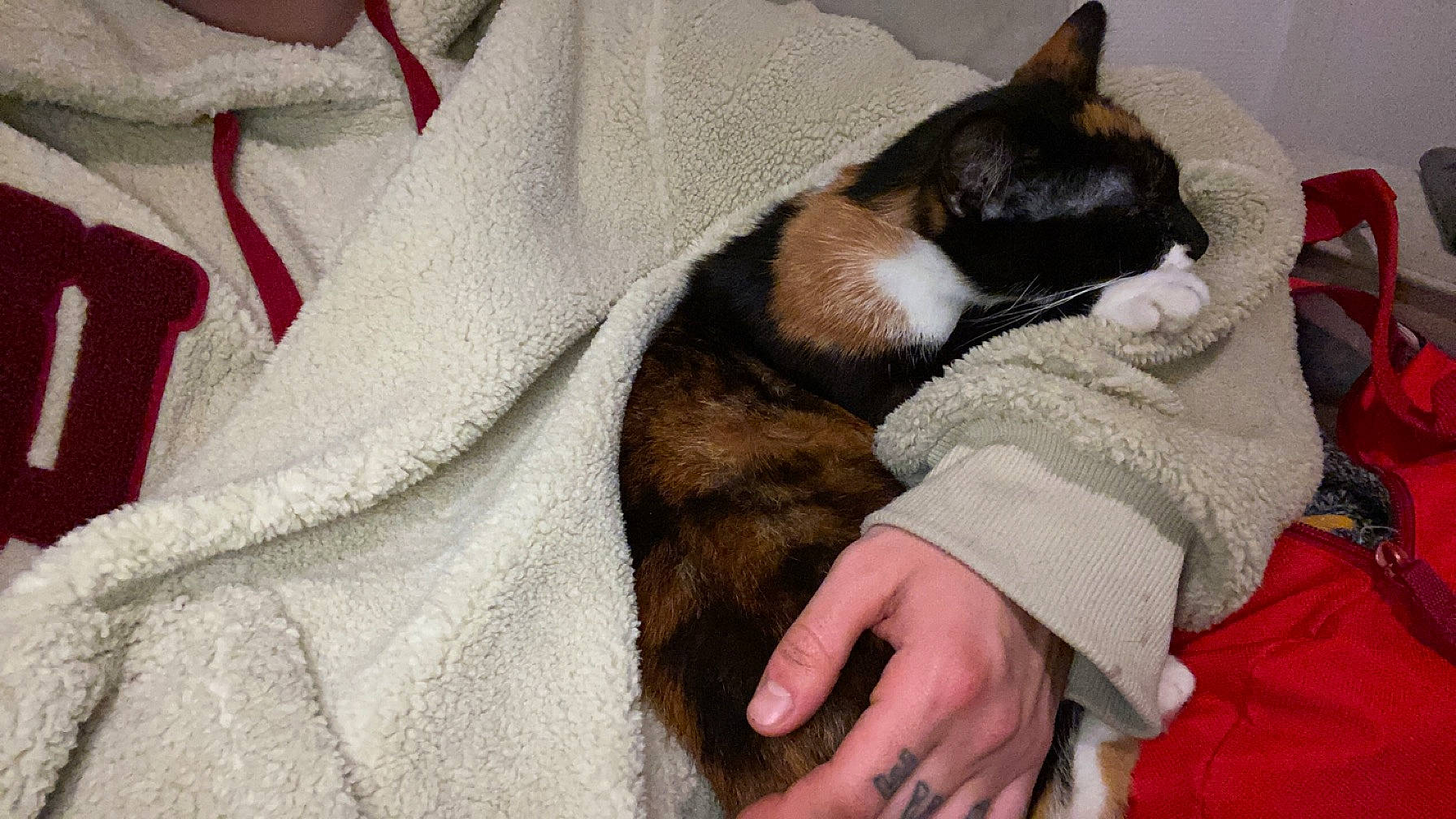 Ohanna participe au concours pour gagner de l'argent avec cette photo : bedtime, canidae, carnivore, cat, comfort, companion_dog, dog_breed, domestic_short_haired_cat, fawn, felidae, fur, human_leg, leg, linens, nap, paw, small_to_medium_sized_cats, snout, tail, whiskers