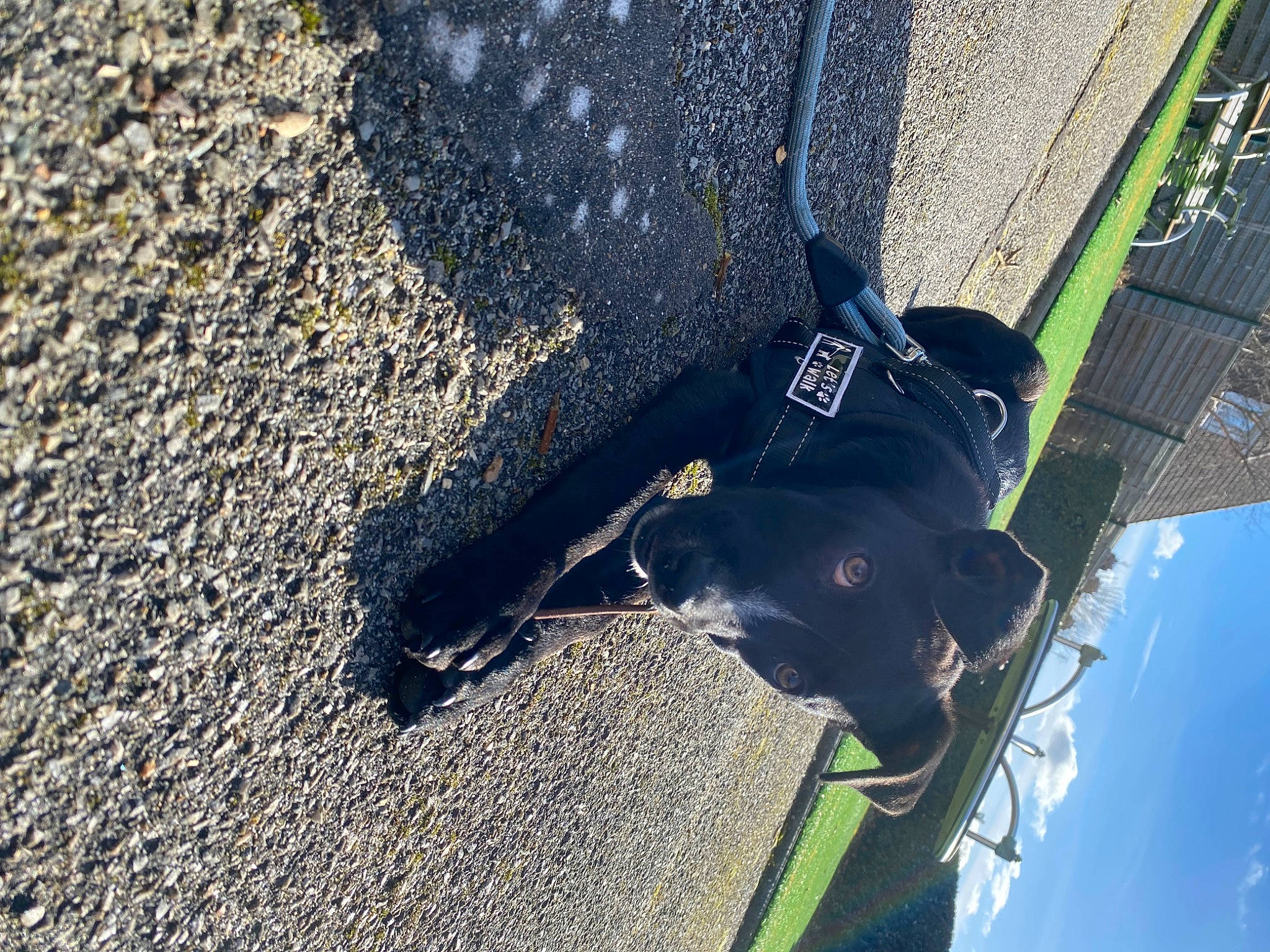 Thalès a rejoint le concours — aidez-le/la à gagner de superbes lots ! asphalt, canidae, carnivore, collar, concrete, dog, dog_breed, electric_blue, fashion_accessory, leash, pet_supply, plant, recreation, road_surface, shadow, sky, sporting_group, tail, tar, working_animal