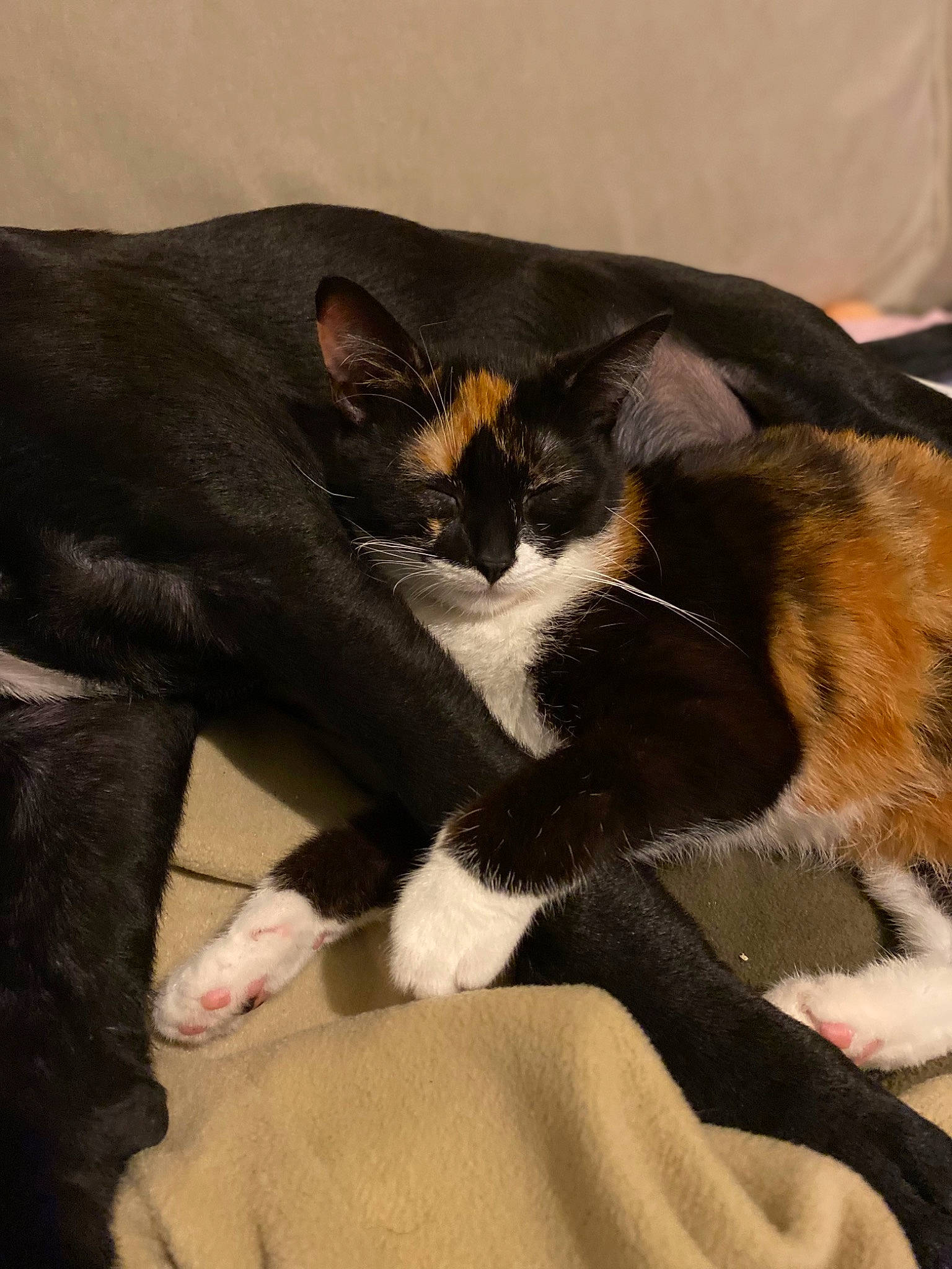 Thalès a rejoint le concours — aidez-le/la à gagner de superbes lots ! carnivore, cat, cat_supply, claw, comfort, domestic_short_haired_cat, felidae, fur, mammal, nap, paw, small_to_medium_sized_cats, tail, vertebrate, whiskers