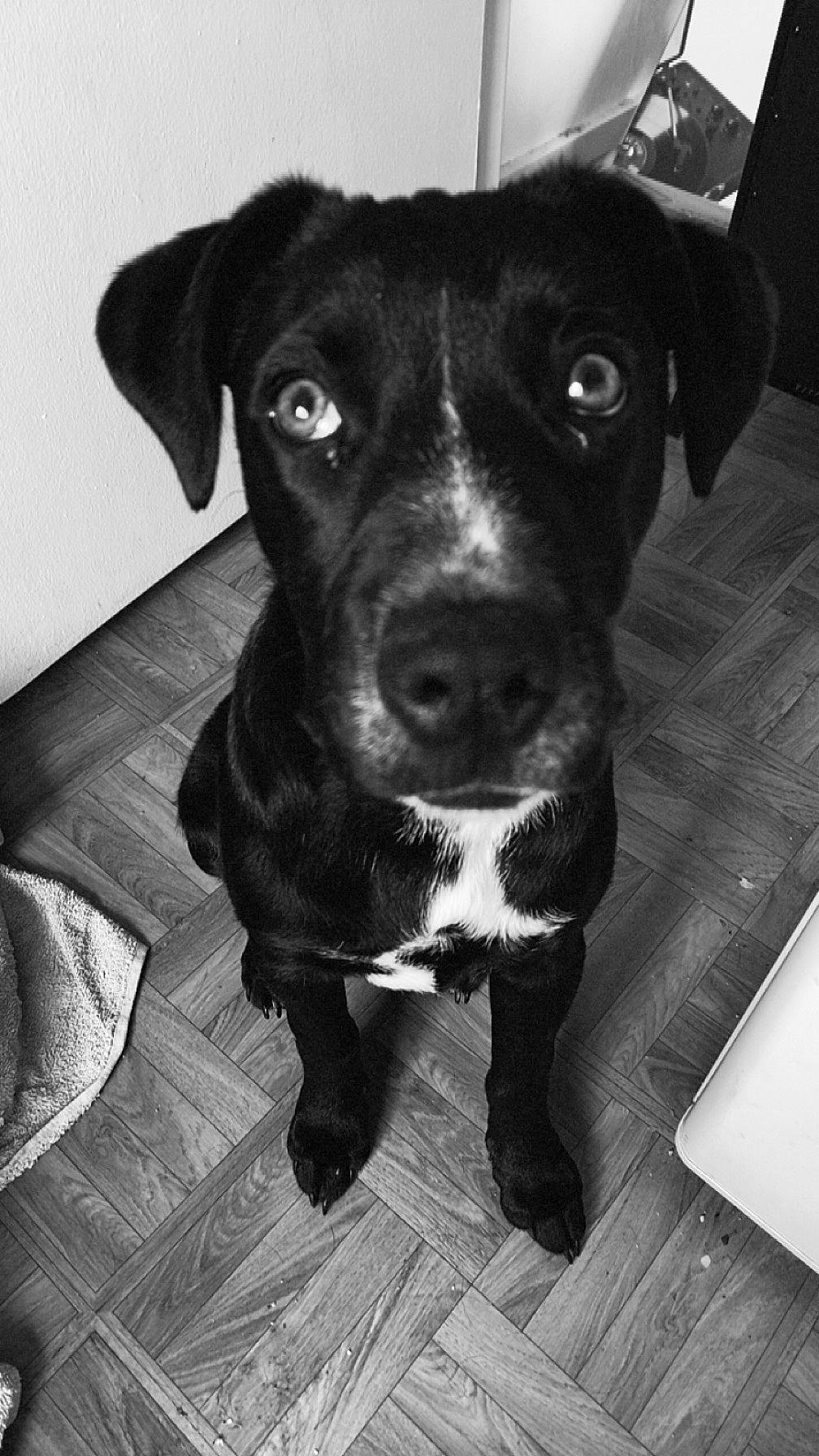 Thalès a rejoint le concours — aidez-le/la à gagner de superbes lots ! black, borador, canidae, carnivore, collar, companion_dog, dog, dog_breed, dog_collar, fur, monochrome, monochrome_photography, non_sporting_group, pet_supply, snout, sporting_group, terrestrial_animal, whiskers, wood, working_animal