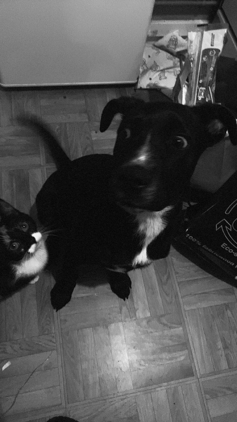 Thalès a rejoint le concours — aidez-le/la à gagner de superbes lots ! carnivore, cat, comfort, companion_dog, dog, dog_breed, felidae, floor, flooring, fur, hardwood, monochrome, monochrome_photography, small_to_medium_sized_cats, sporting_group, tail, tints_and_shades, whiskers, wood, working_animal