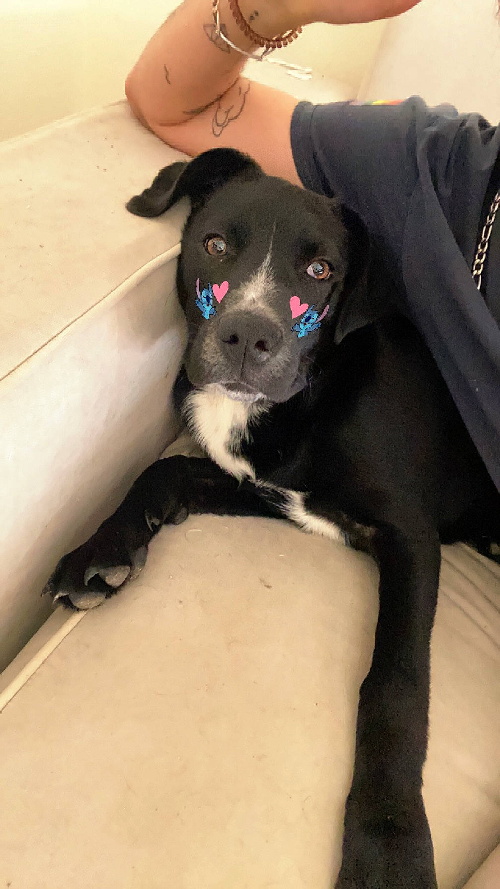 Thalès participe au concours pour gagner de l'argent avec cette photo : borador, box, canidae, carnivore, comfort, companion_dog, couch, dog, dog_breed, fawn, fur, human_leg, non_sporting_group, paw, puppy, snout, sporting_group, terrestrial_animal, toy_dog, working_animal