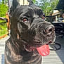 dog, black_dog, tongue_out, close_up, outdoor, sunlight, deck, wooden_floor, happy, pet, animal, canine, nature, greenery, summer, daylight, ears, nose, fur, portrait