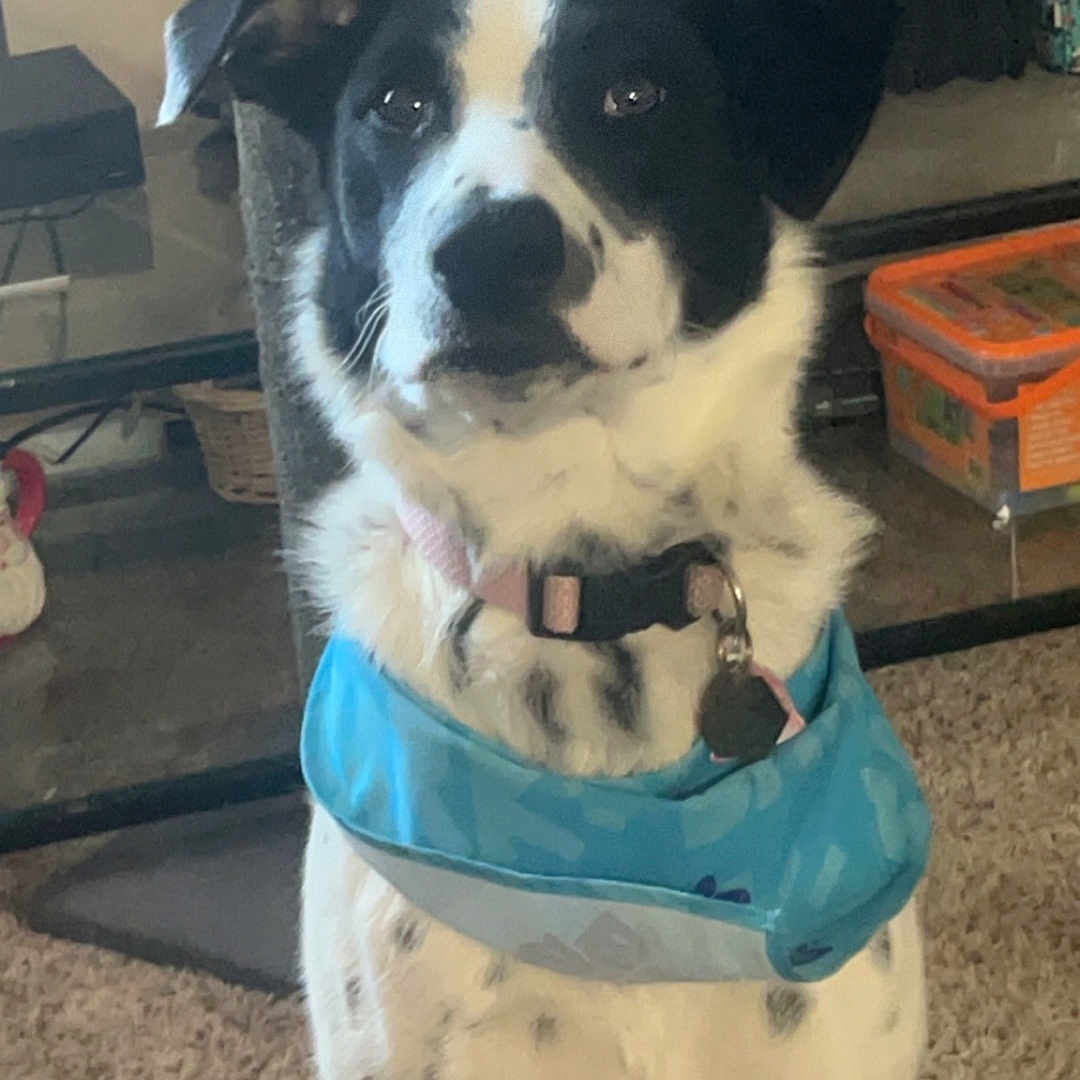 Missy is registered to the contest to win money with this photo: accessories, animal, architecture, bag, building, canine, cushion, dalmatian, dog, furniture, handbag, homedecor, hound, husky, indoors, outdoors, pet, puppy, shelter, strap