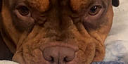 King joined the competition — help win amazing prizes! dog, brown_dog, close_up, face, nose, ears, blanket, resting, indoor, pet, animal, sleepy, fur, canine, cozy, portrait, looking, comfort, soft, laying_down