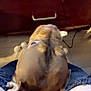 dog, close_up, upside_down, ripped_jeans, legs, wooden_drawer, cable, floor, indoor, pet, brown_dog, head, nose, ears, casual, resting, home, blur, candid, human_legs