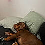 dog, brown_dog, sleeping, bed, pillow, resting, indoor, cozy, pet, canine, relaxing, fur, animal, domestic_animal, sleep, comfort, household, quiet, side_view, paw