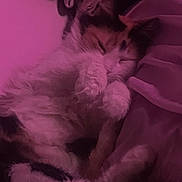 Susie joined the competition — help win amazing prizes! cat, sleeping, cozy, paws, fur, resting, bed, blanket, indoor, pet, calm, cute, animal, relaxing, purple_light, soft, feline, close_up, comfort, nap
