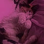cat, sleeping, cozy, paws, fur, resting, bed, blanket, indoor, pet, calm, cute, animal, relaxing, purple_light, soft, feline, close_up, comfort, nap